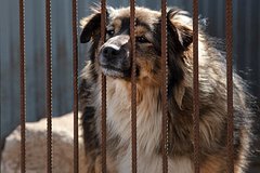 Приют в Чите опроверг роспуск более 100 собак из-за нехватки средств
