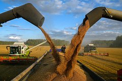 В Египте опровергли отказ от покупки пшеницы из России